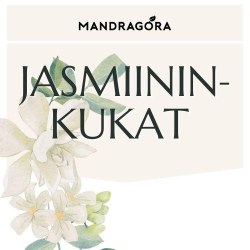 Jasmiininkukat - vihreä tee - rauhoittava tee - irtotee - Mandragora