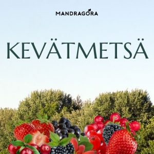 Kevätmetsä - vihreä tee - marjainen tee - marjatee - irtotee - sencha - Mandragora