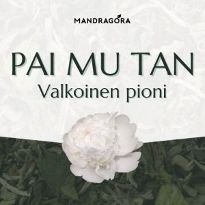 Pai mu tan - valkoinen pioni - valkoinen tee - kiinalainen tee - teekauppa - laadukas tee - Mandragora